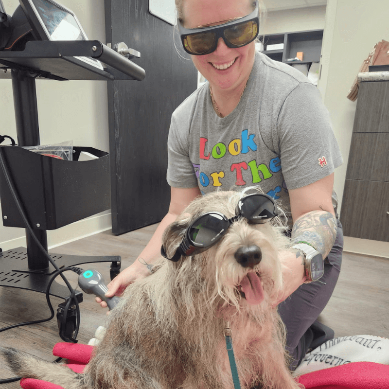 Dog receiving laser therapy