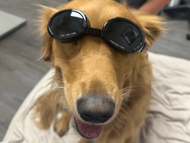Golden Retriever wearing laser therapy safety goggles