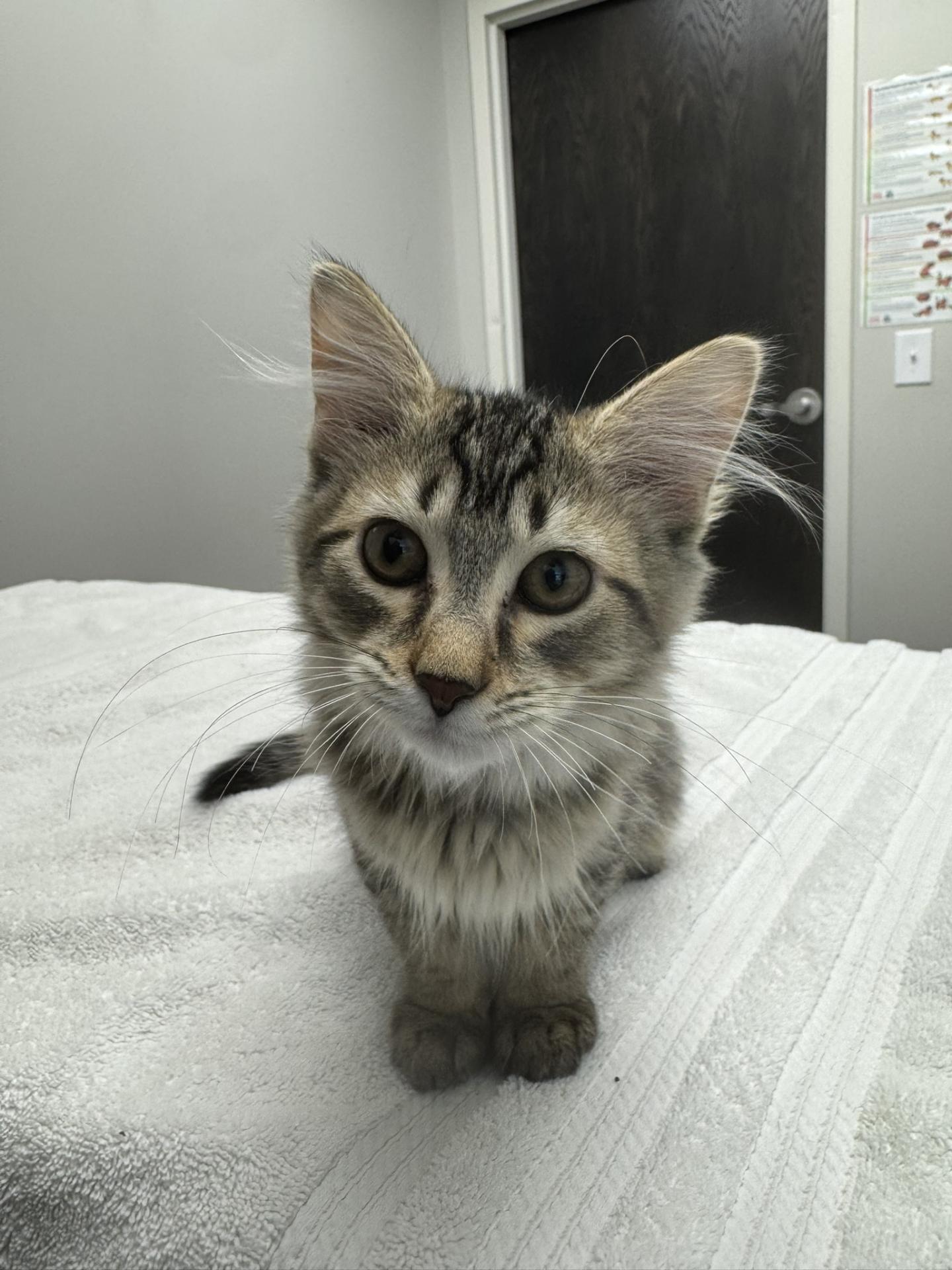 Kitten sitting on blanket