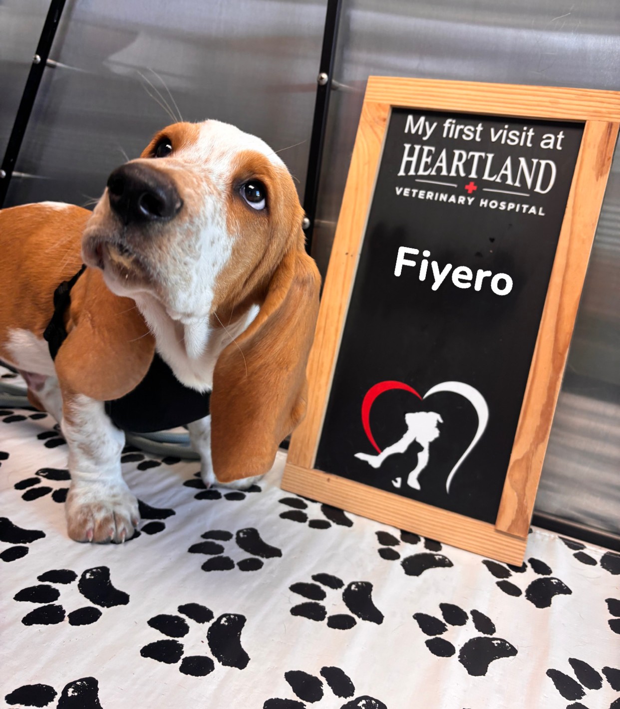 basset hound puppy