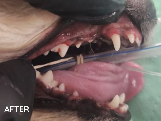 Kit dental after photo