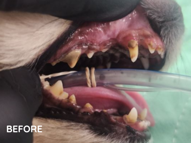 Kit dental before photo