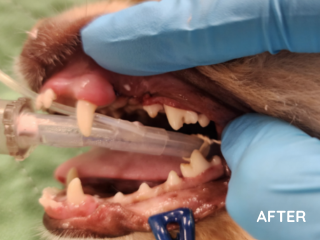 Lula dental after