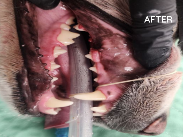After dental photo