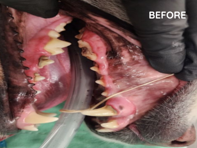 Before dental procedure