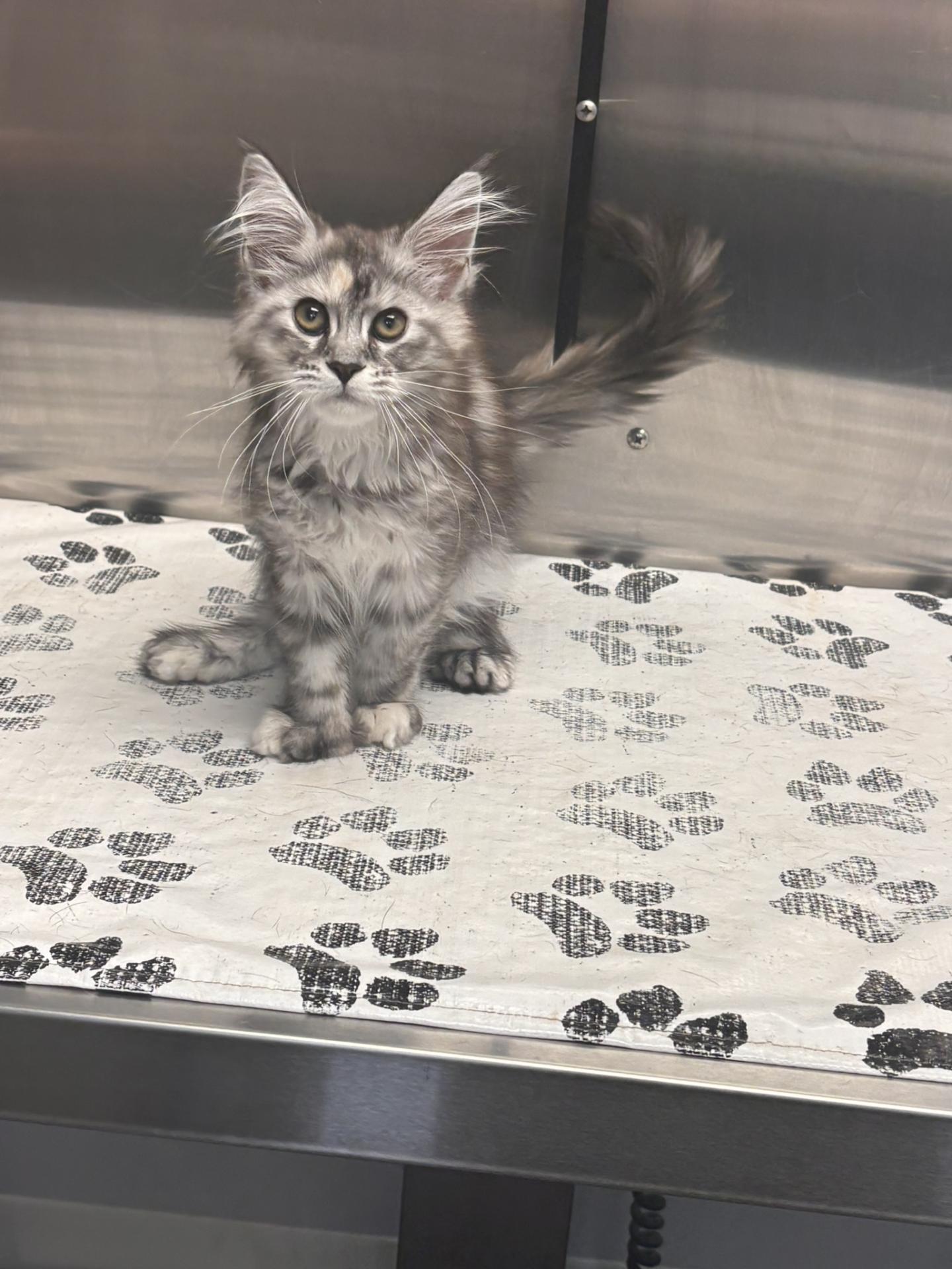 Kitten at the vet