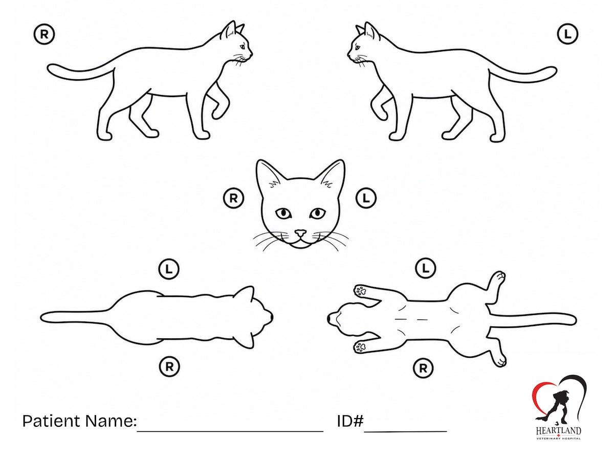 Cat Body Map