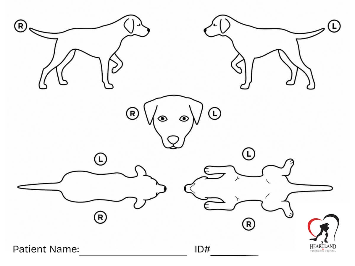 Dog Body Map