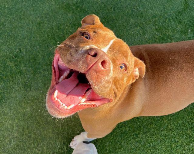 Pitbull smiling with perfect teeth