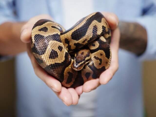 Ball Python veterinary care.