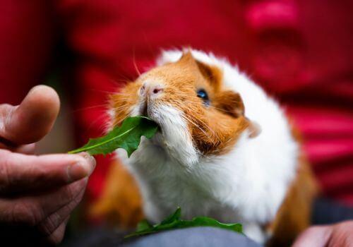 Short Haired Guinea Pig Eating Arugula.