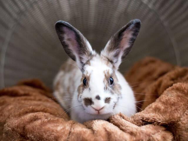 Brown and white dwarf rex rabbit