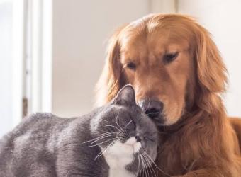 At Home Respiratory Rate Monitoring for Pets: How to Check Cat and Dog Respiratory Rate