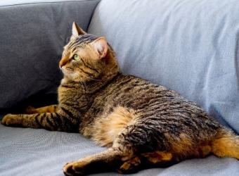 Managing Cat Asthma: Simple Modifications for a Healthier Environment