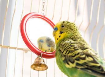 What You Need to Be Prepared for As a Bird Owner